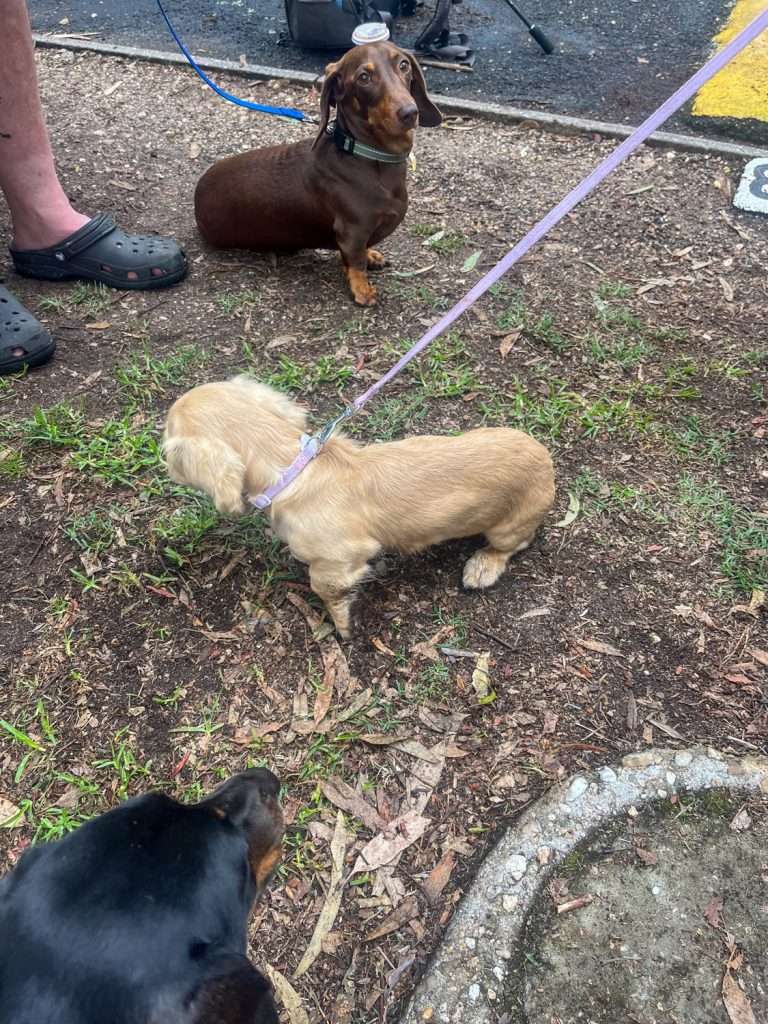 Bruce Newton's two dachshunds, Eddie and Lulu, who joined him on the lap of Australia